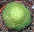 saucer plant